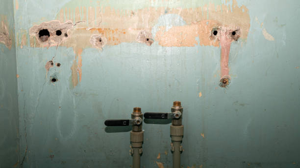 Best Carpet water damage restoration  in Hainesvle, IL