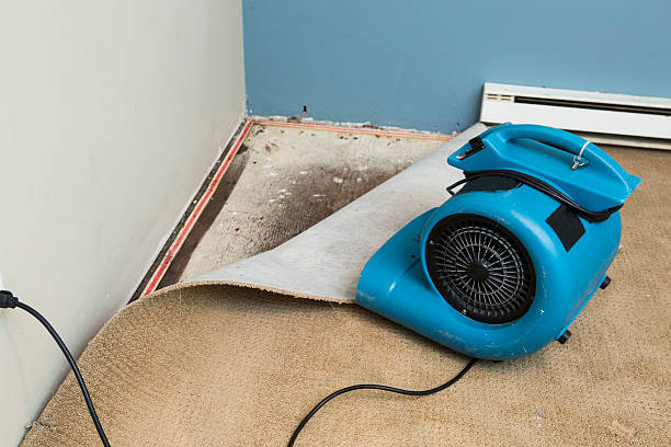 Best Local water damage restoration  in Hainesvle, IL